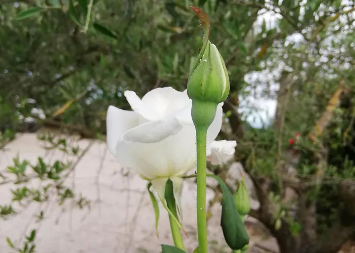 Dimora Quercia - Quercia