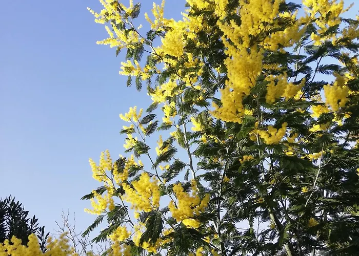 Dimora Quercia - Quercia *