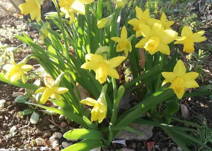 Dimora Quercia - Quercia Casa vacanze *