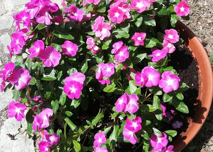 Dimora Quercia - Quercia Casa vacanze Montefalco