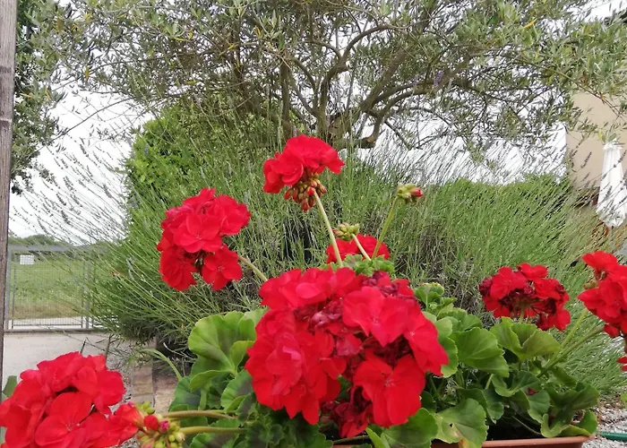 Dimora Quercia - Quercia Casa vacanze *