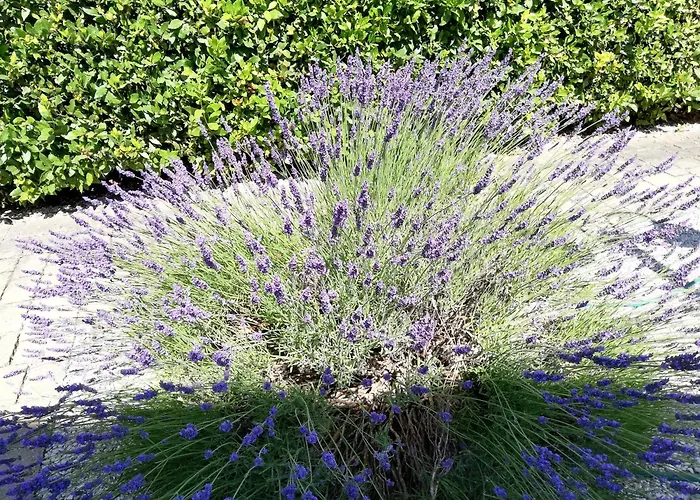 Dimora Quercia - Quercia Montefalco